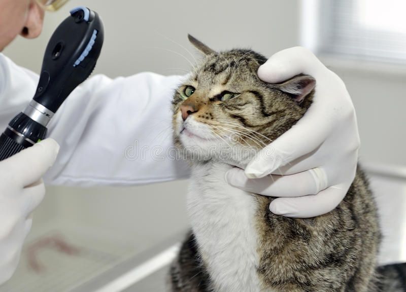 Medic veterinar la domiciliu in zona urbana și periurbană Timișoara