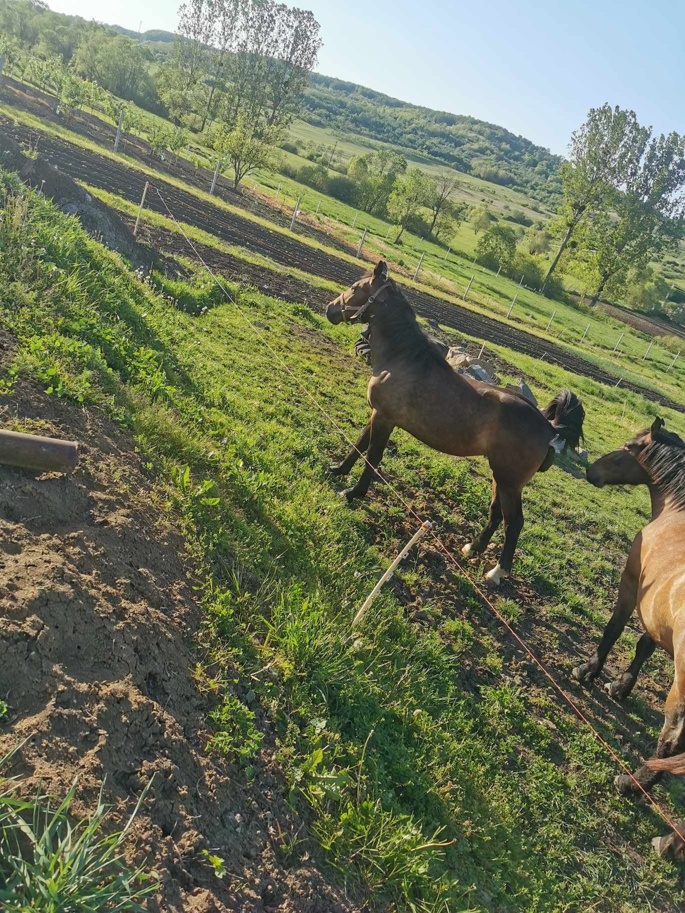 Vând mânză de 12 luni