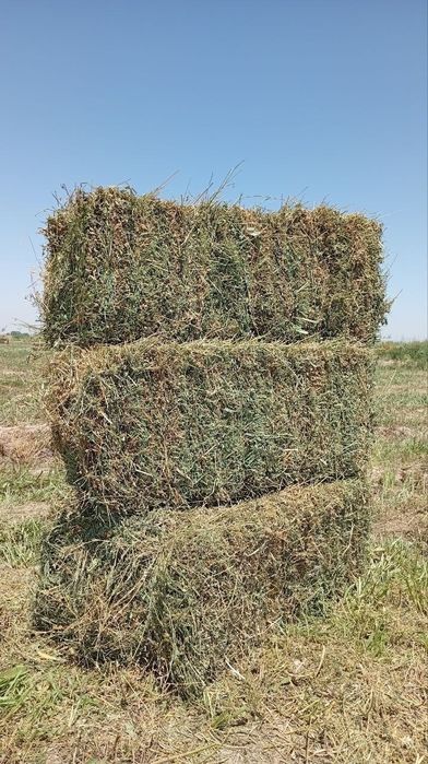 Beda pirss bor 10000 dona kelishilgan