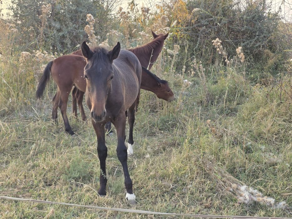 Ot va Toylar sotiladi