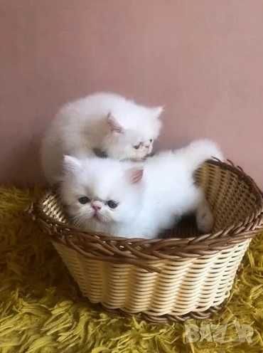 Продава Турска ангора, Персийски котета