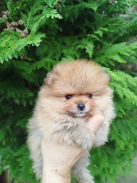 Померан 3 женски и 1 мъжко кученце