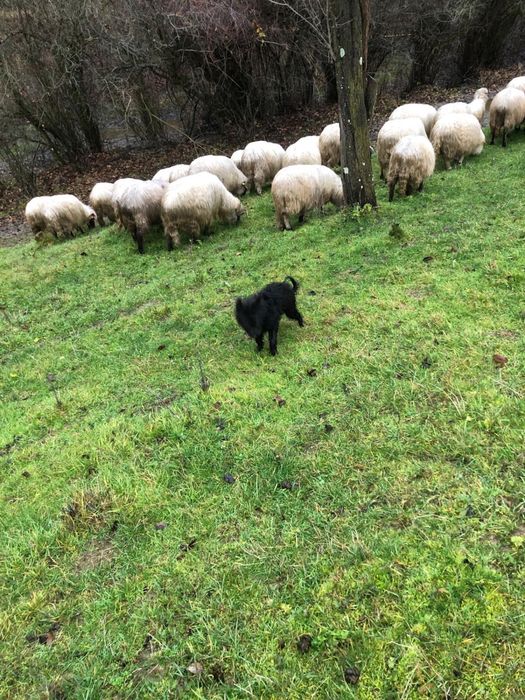 Vand berbecut negru