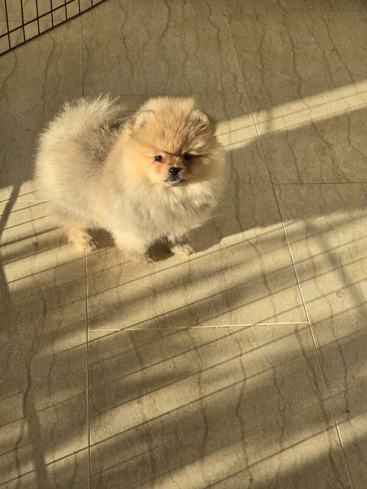 Мини Померан момче