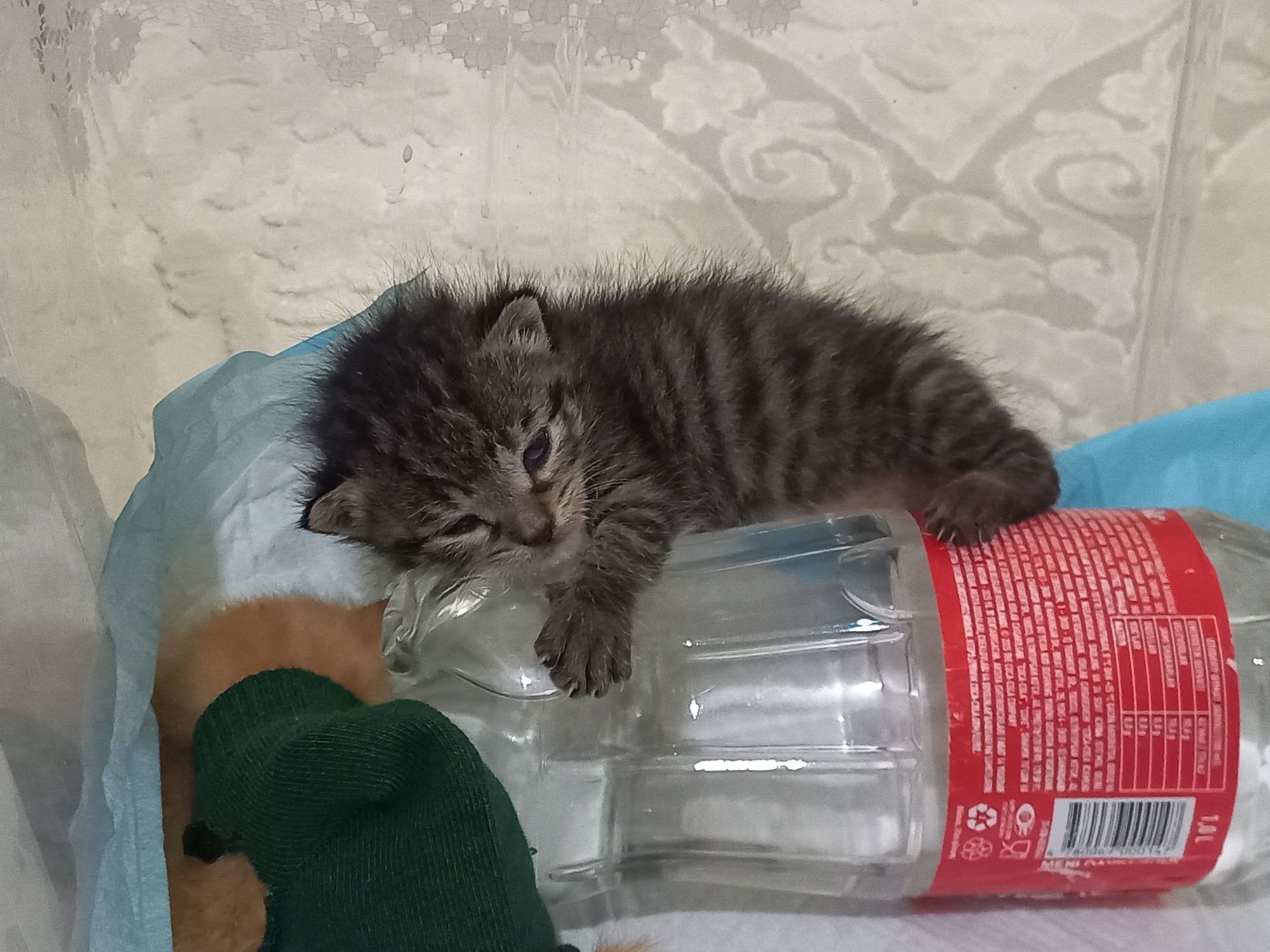 Котята в хорошие руки