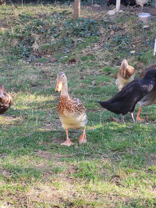 Vand oua rate indiene alergatoare ratoi