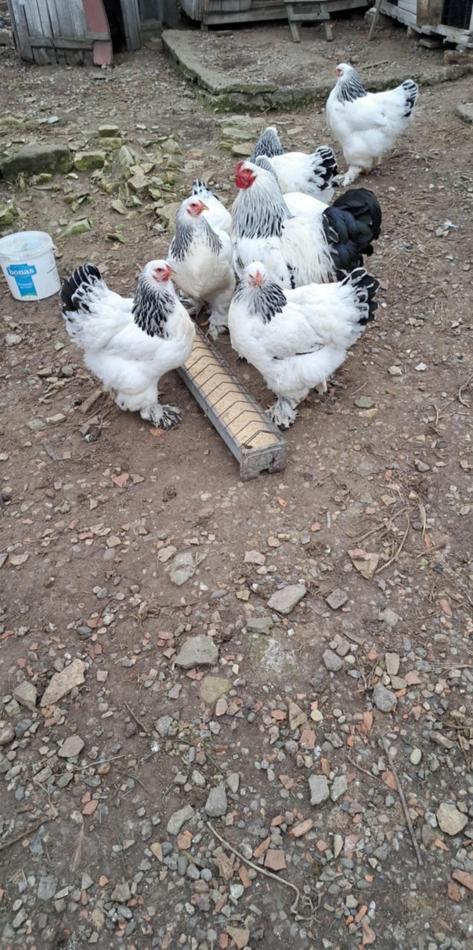 Vând ouă incubat brahma hd