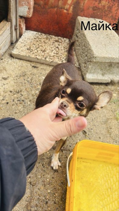 Чихуахуа момиченца