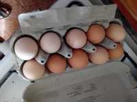 Disponibile oua de gaina rasa brahma pentru incubat
