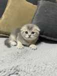 Котенок шиншилла