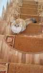 Fetita british longhair pedigree adorabila
