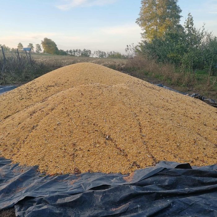 Vand porumb boabe recolta 2025