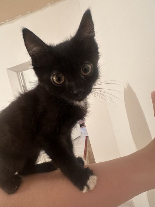 мысык беремин. бесплатно