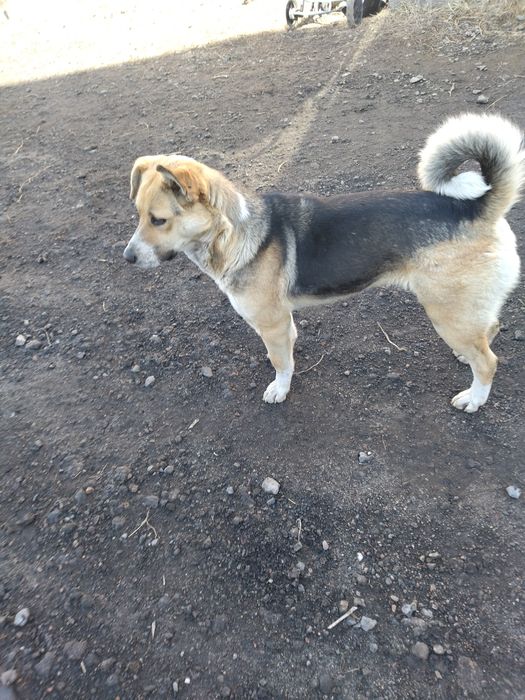 Отдам добрые руки