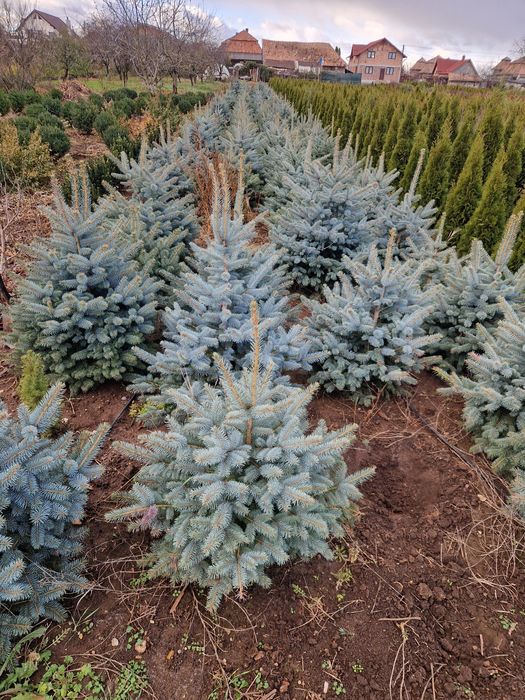 BRAD (Molid argintiu) producție proprie