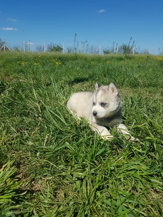 Băiețel Husky cu ochi albaștri