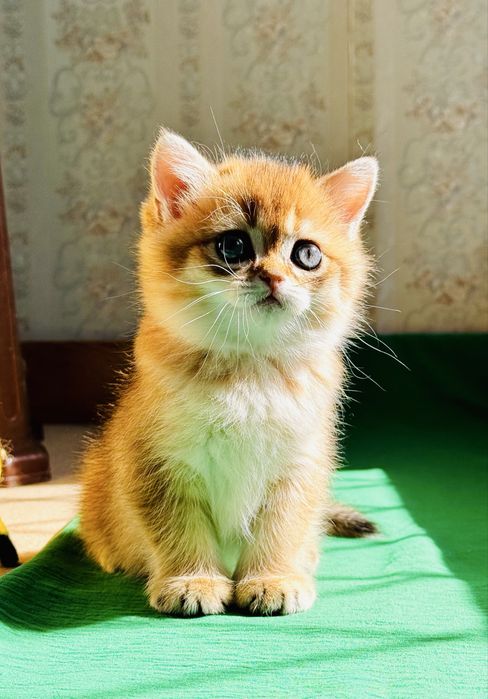 Золотая шиншилла