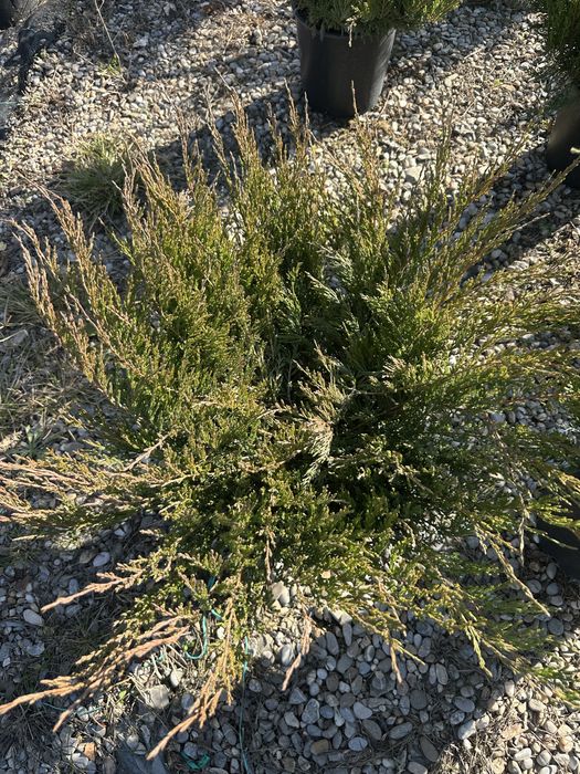 Brazii din pepiniera la ghiveci