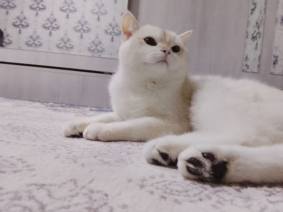 Мушукчамиз сотилади