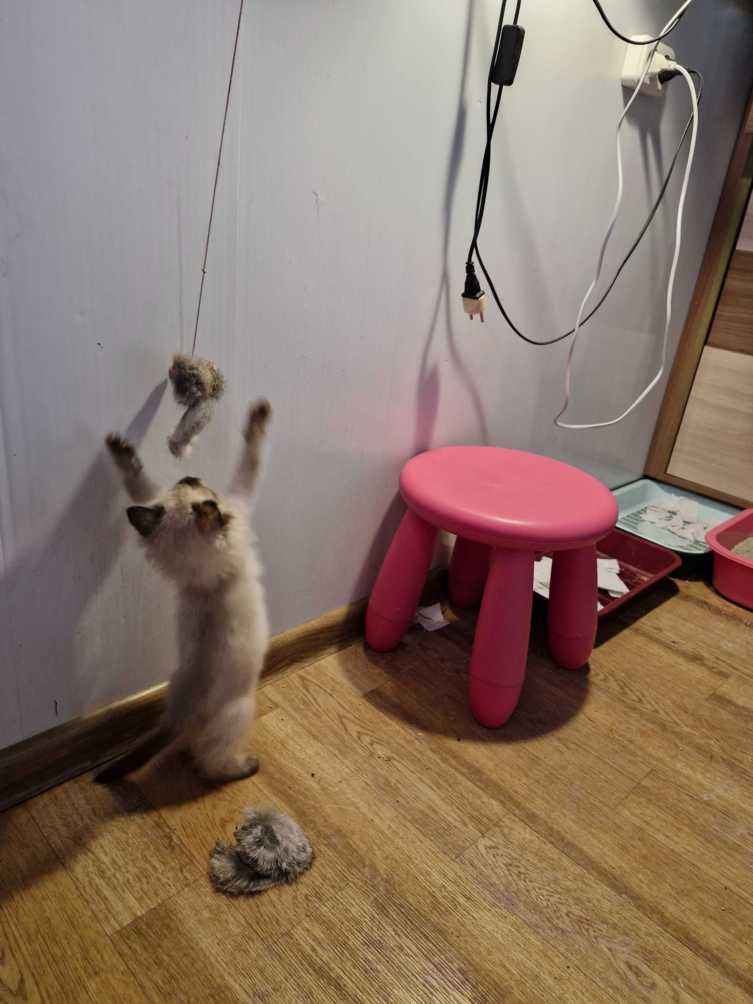 Отдадим котят ответственным людям