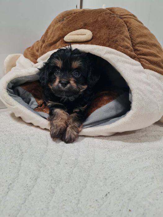 Йоркширски Териер Йорки