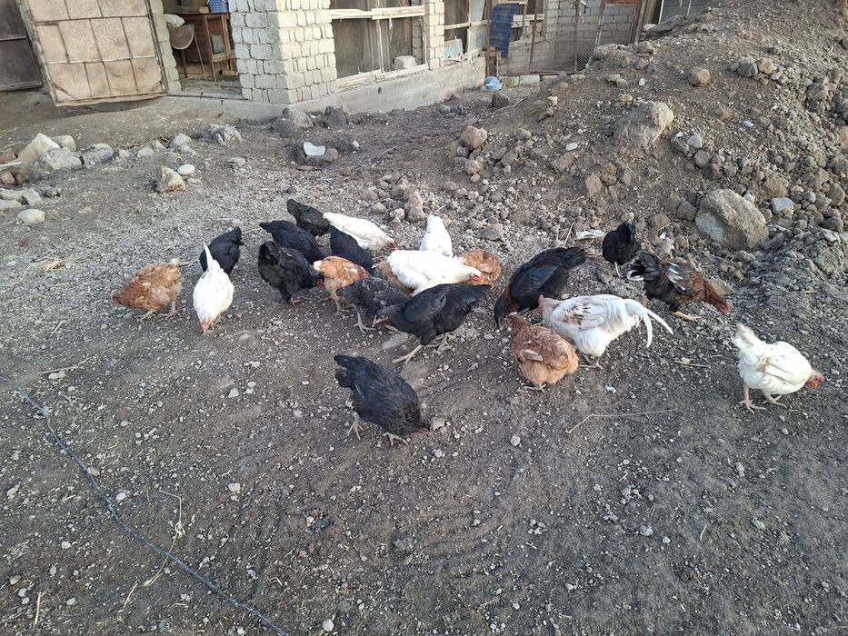 Товуклар_сотилади_23дона_100000 сумдан