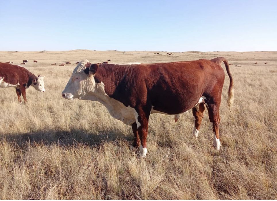 Продам телок ророды Акбас