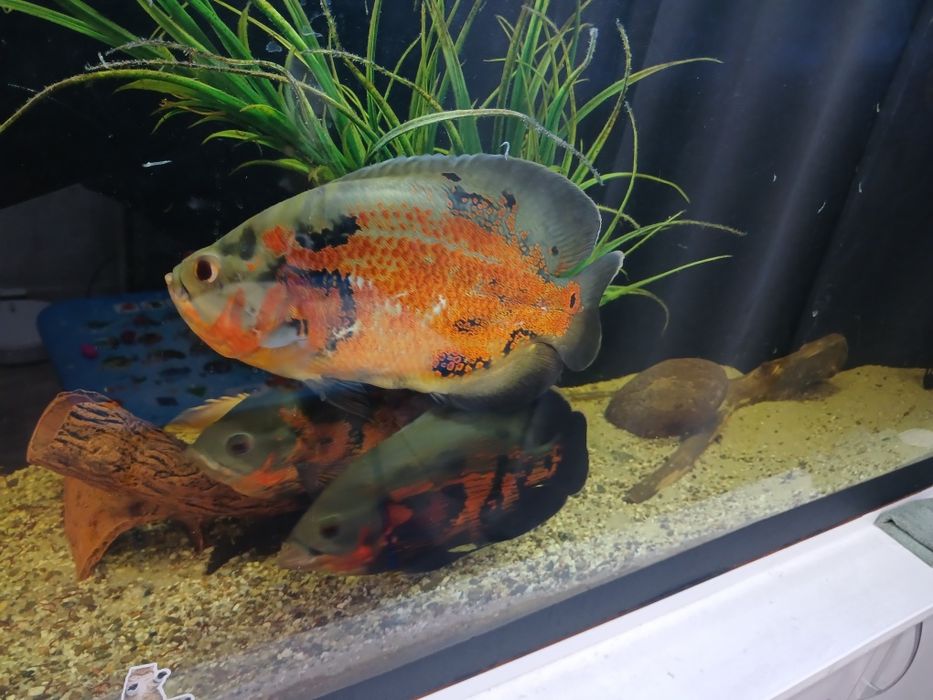 Продам астронотусов