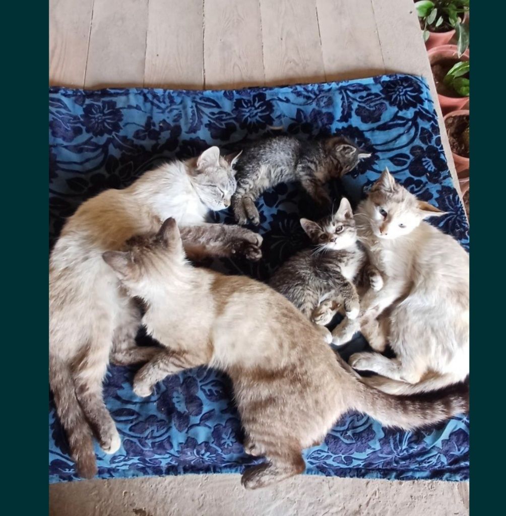 Отдам даром котят
