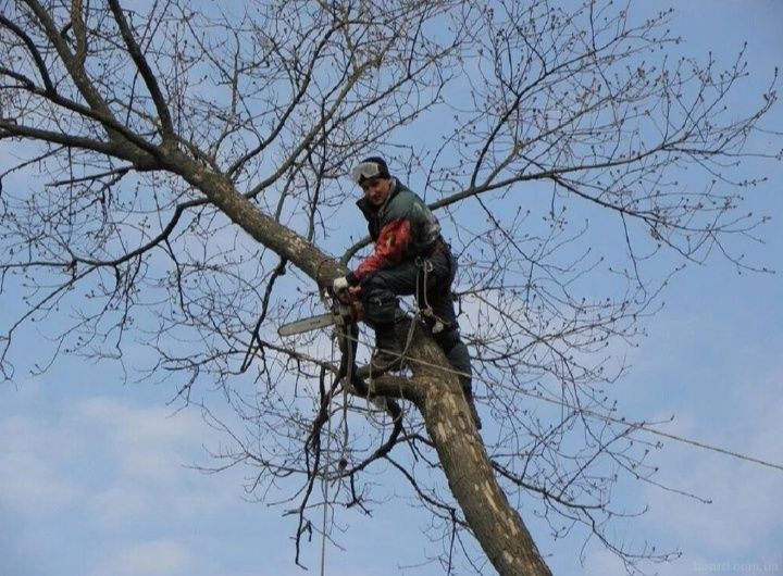 Спил деревьев, обрезка дерева, дерево,
агаш кесеміз