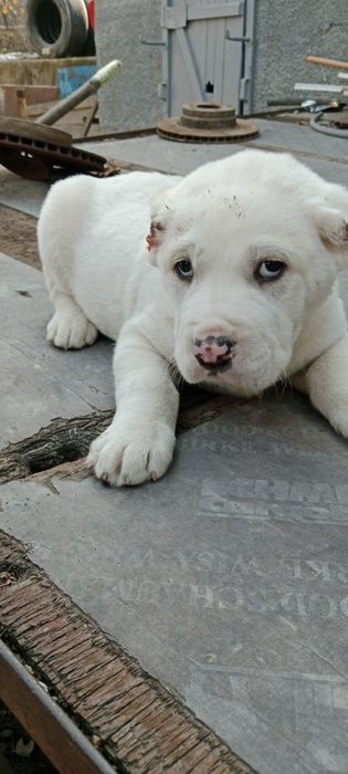 Продам щенков Алабая 2 месяца