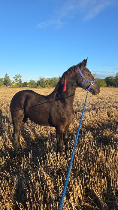 Vand manza de friesian