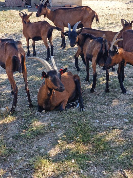 Lot capre alpine franceze