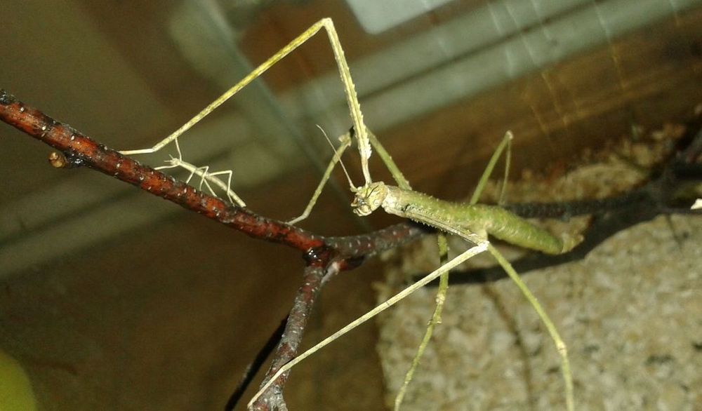 Палочники Анамские