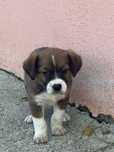 Ofer catelusi spre adoptie !