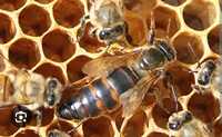 Продам пчелопакеты количество ограничено 20 семей плела среднерусская