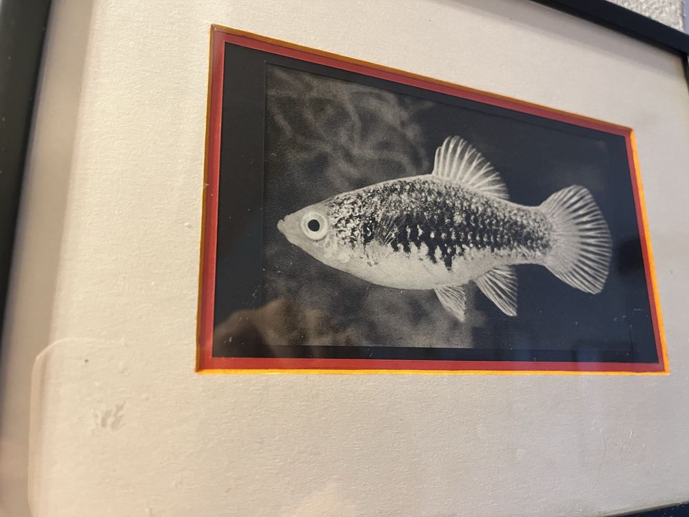 Рамкирани чернобели фотогрофии за украса