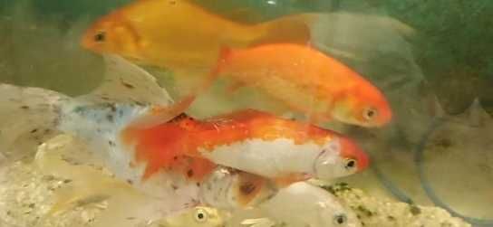 Продам пицилий молинезий комет