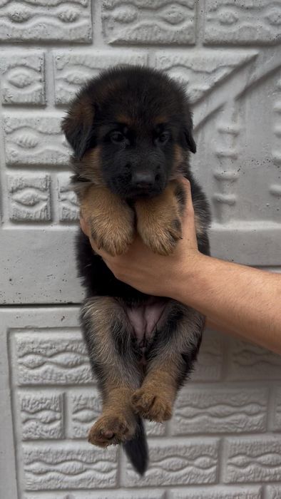 Pui Ciobanesc German