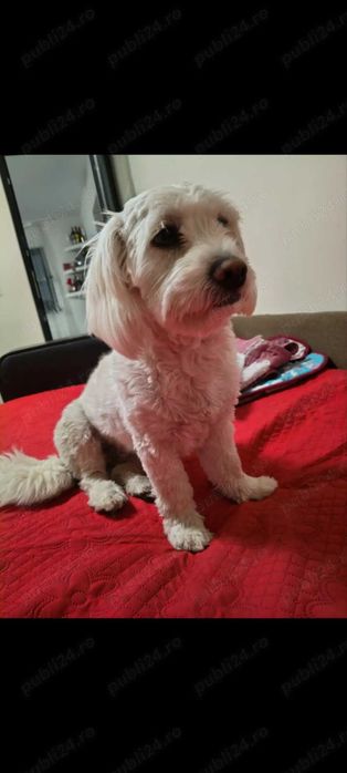 Vând bichon  400lei