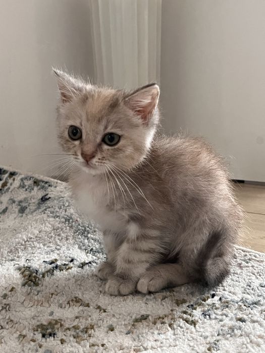 Отдам котенка 1.5 месяцев, мама каомани, отец шотландец