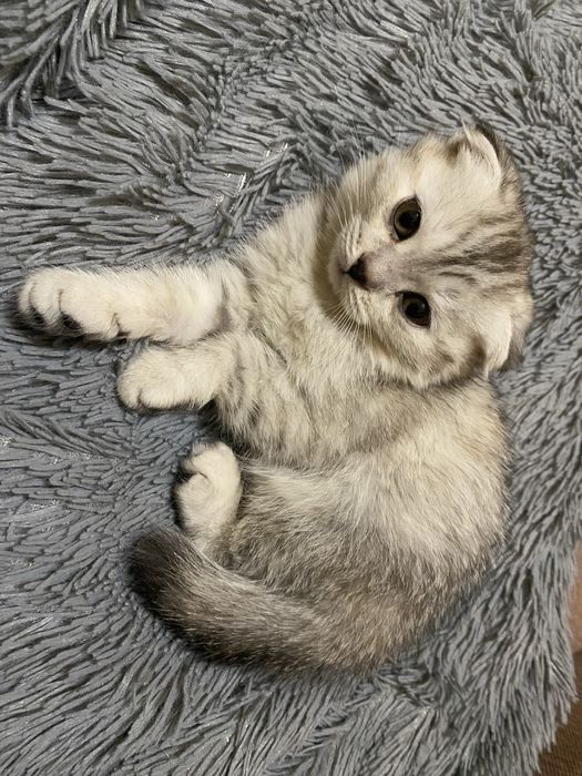 Котята скоттиш фолд