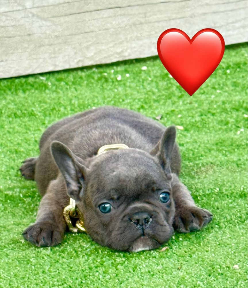 Femela buldog francez blue
