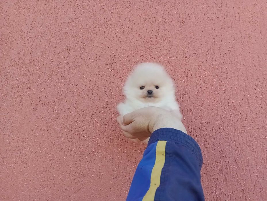 Миниатюрни мини Померани. Реални снимки!
Мъжки Померани. Реални снимки