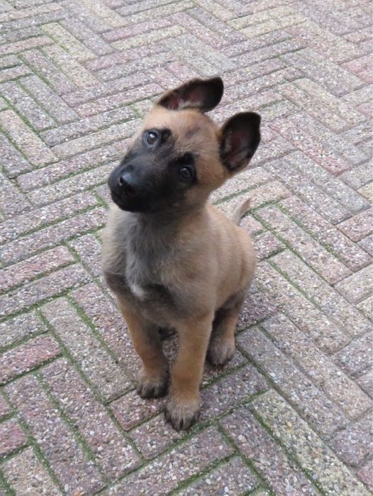 Ciobanesc Belgian Malinois - Femela, 8 saptamani