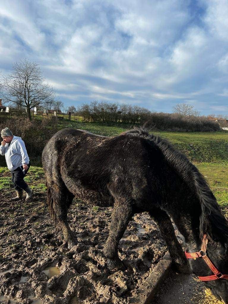 De vânzare mânz în vârstă de 2/3 ani