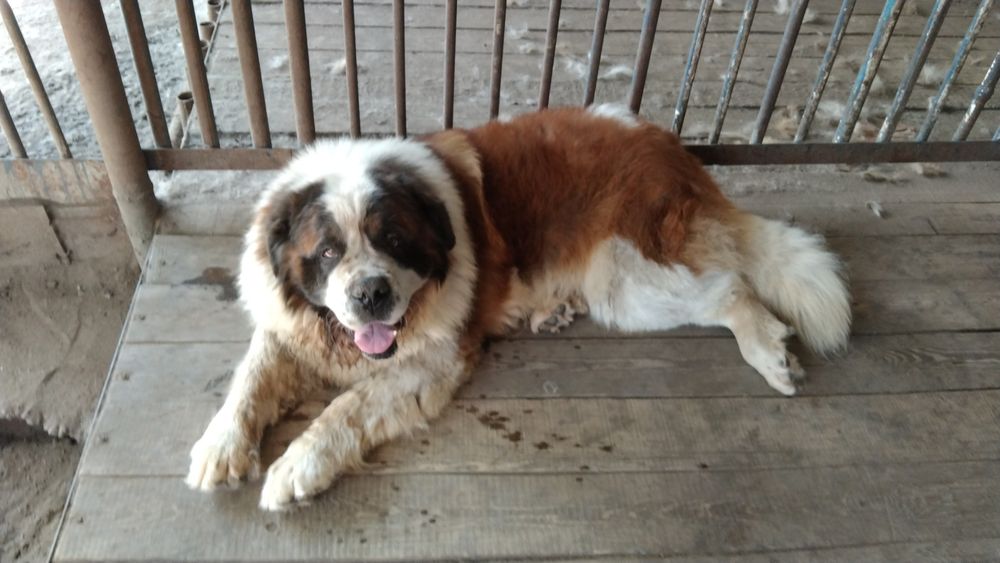 Предлагаю шикарного кабеля  для  вязки московская Сторожевая.