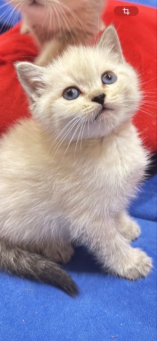 Продается котенок мальчик колор пойнт