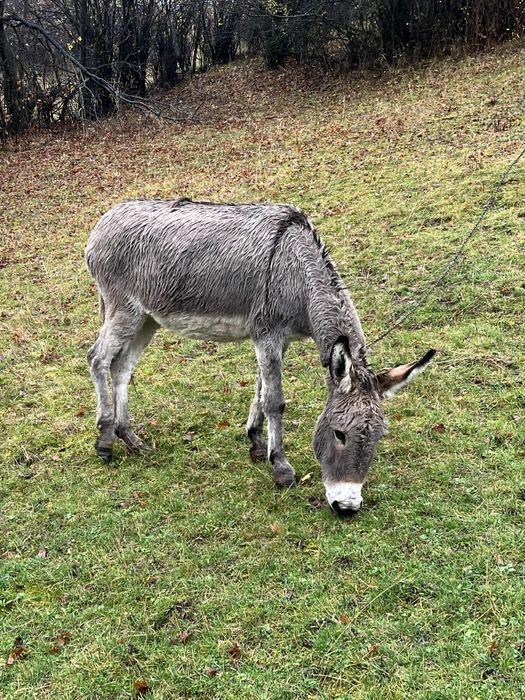 Женско магаре jensko magare