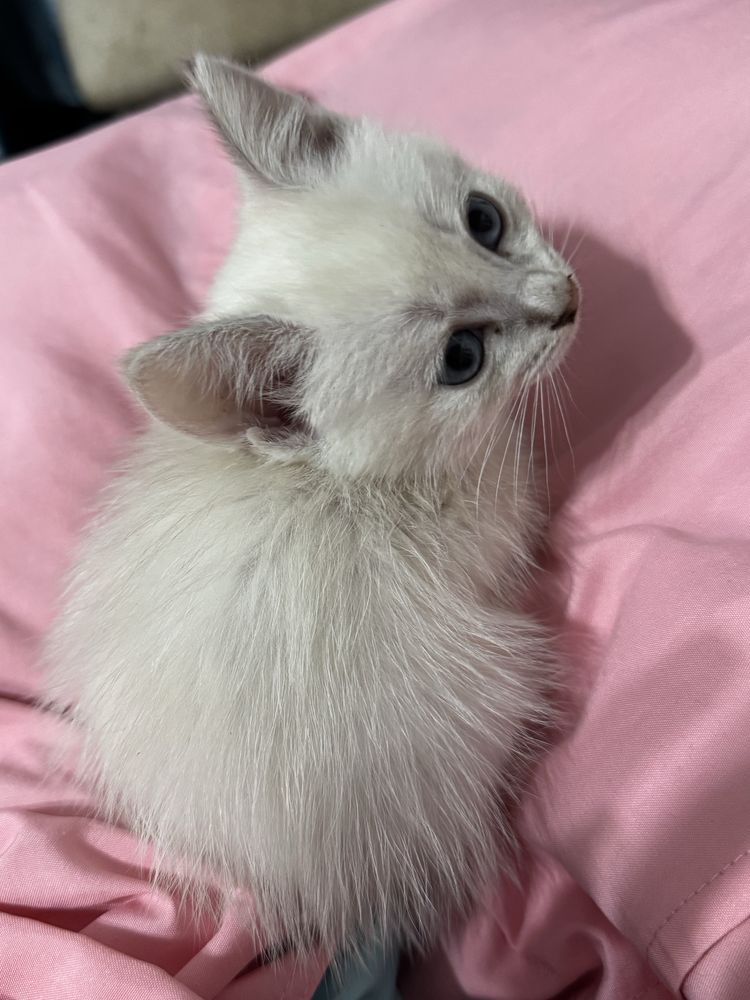 Котенок 4 месяца